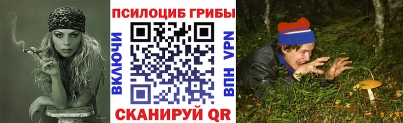 где найти наркотики  Дыгулыбгей  Галлюциногенные грибы Psilocybe 